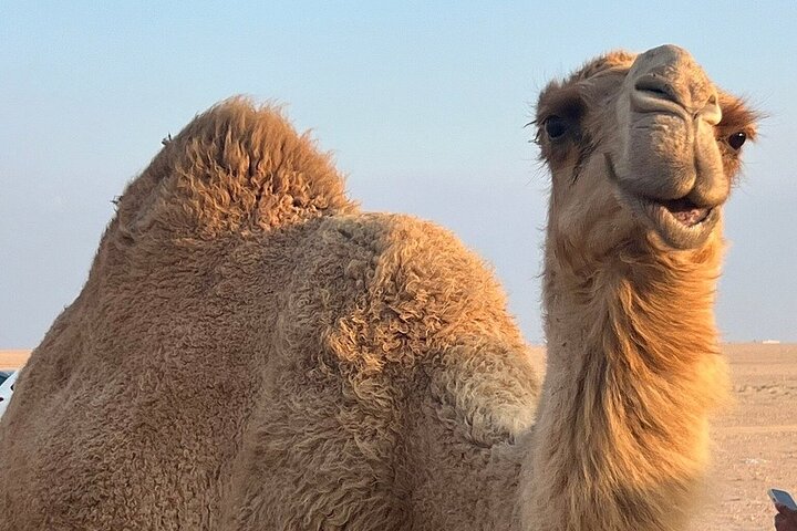 Kuwait: Half-Day City & Desert Tour with Pick-Up & Drop-Off