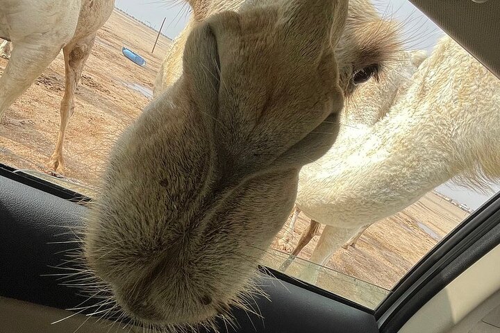Kuwait: Half-Day City & Desert Tour with Pick-Up & Drop-Off