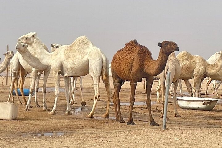 Kuwait: Half-Day City & Desert Tour with Pick-Up & Drop-Off