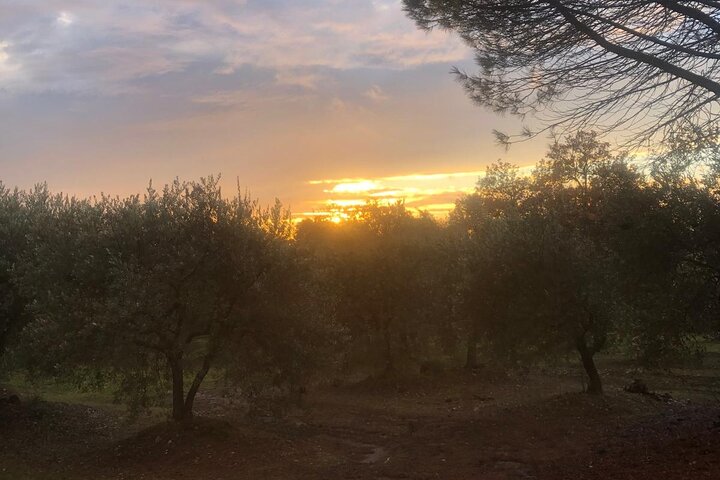 Kid Friendly Provence Ice Cream and Olive Oil Tasting Experience