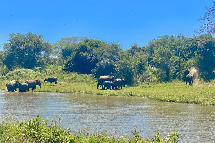 Safari with Sheran Udawalawe National Park