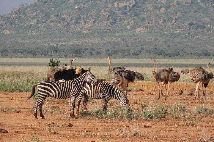 2 days 1 Night Tsavo East Private Safari from Diani beach