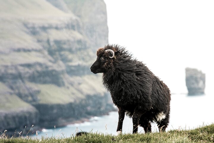 Faroe Islands: Private Highlights Tour