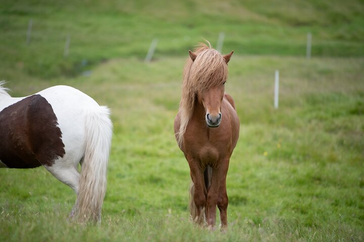 Faroe Islands: Private Highlights Tour