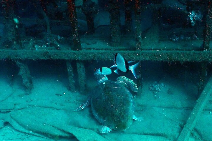 Larnaca Snorkelling Zenobia Wreck
