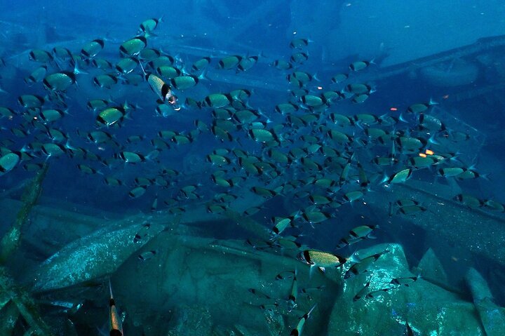Larnaca Snorkelling Zenobia Wreck
