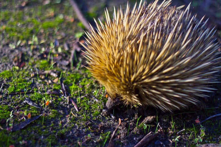 Guided Koala Walk and Bushfire ecology tour