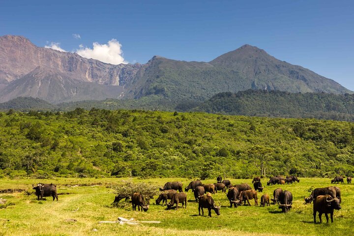 Walking Safari, Canoe & Game Drive – Arusha National Park