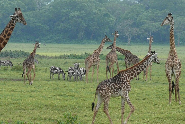 Walking Safari, Canoe & Game Drive – Arusha National Park