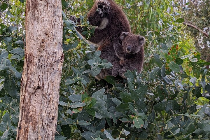 Guided Koala Walk and Bushfire ecology tour
