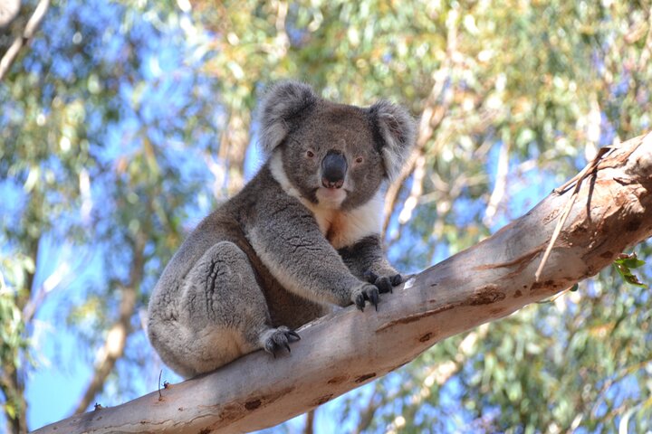 Guided Koala Walk and Bushfire ecology tour