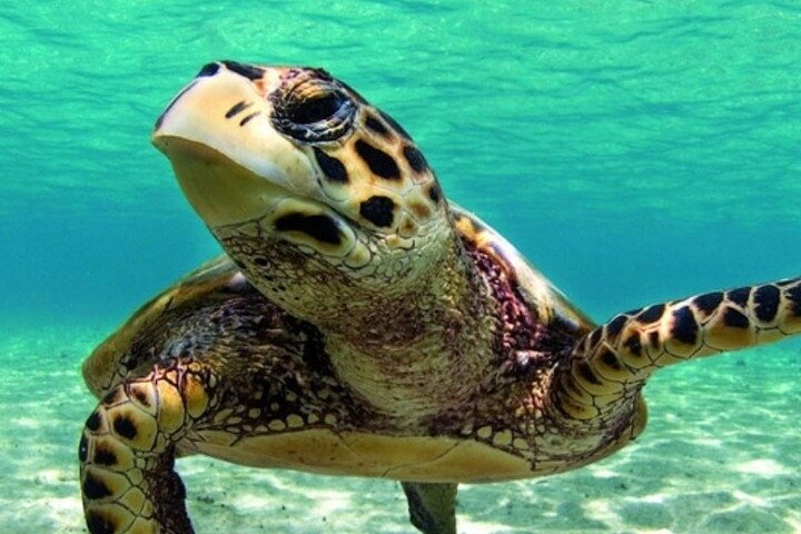 Marmaris Dalyan Turtle Beach Tour : Lunch&Mud Baths&King Tombs