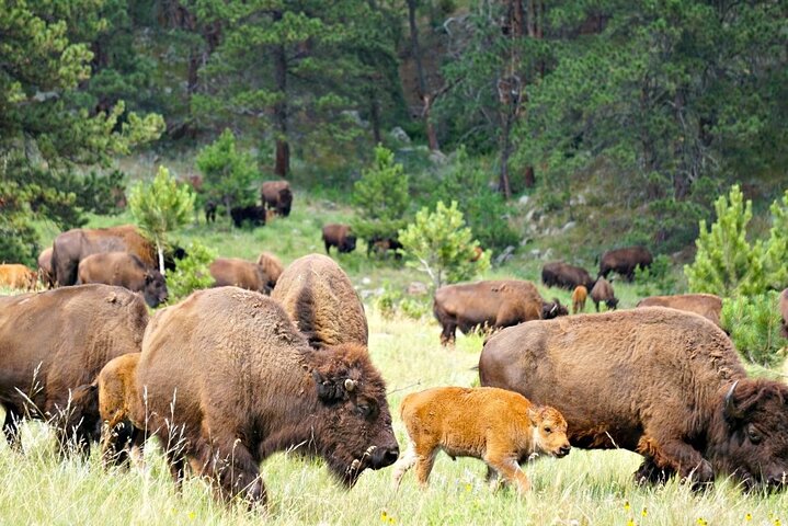 The Only Full Day - Jeep Bison Safari - W/ Lakeside Picnic Lunch