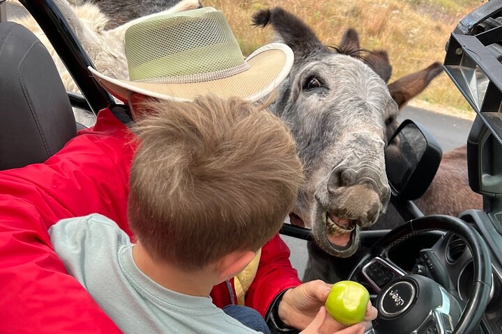 The Only Full Day - Jeep Bison Safari - W/ Lakeside Picnic Lunch