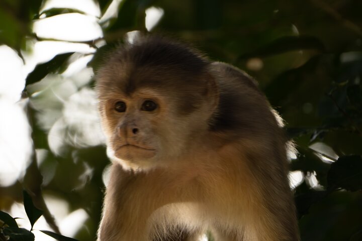 Amazon Jungle & Baños Adventure City: 4 Days of Nature & Wildlife