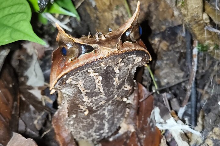 Kubah's Nocturnal Wonders Nighttime Frog Safari