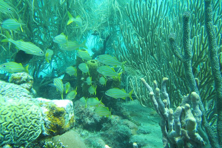 Barbados Catamaran Turtle and Shipwreck Snorkeling Cruise