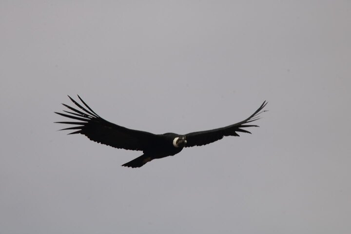 Full Day trip from Arequipa to Colca Canyon ending in Puno