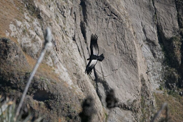 Full Day trip from Arequipa to Colca Canyon ending in Puno