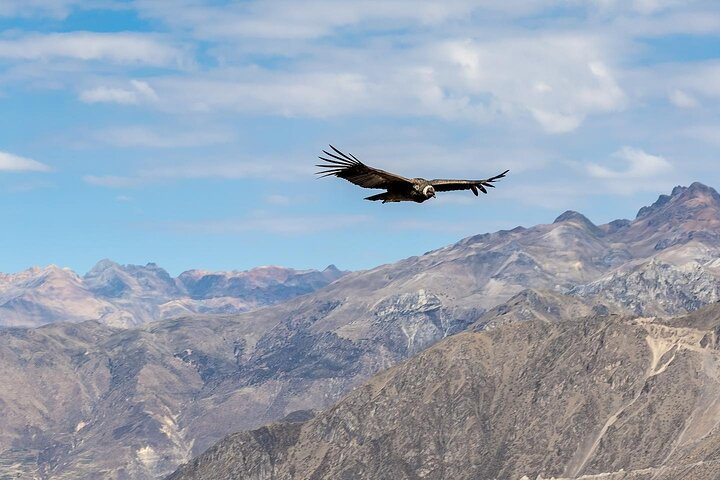 Full Day trip from Arequipa to Colca Canyon ending in Puno