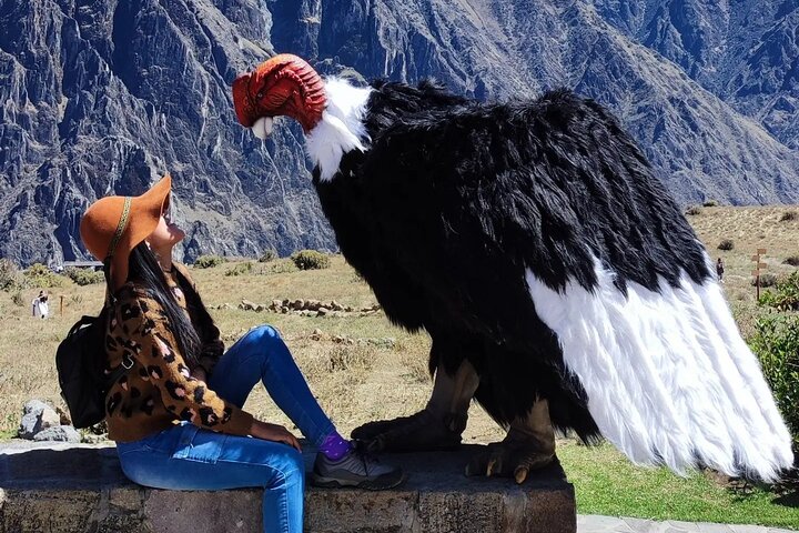 Full Day trip from Arequipa to Colca Canyon ending in Puno