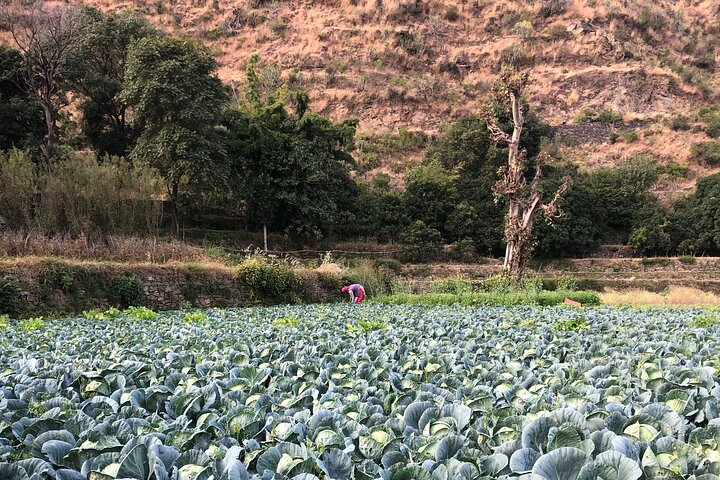 3 Day Village Homestay Experience with Local Guide from Shimla