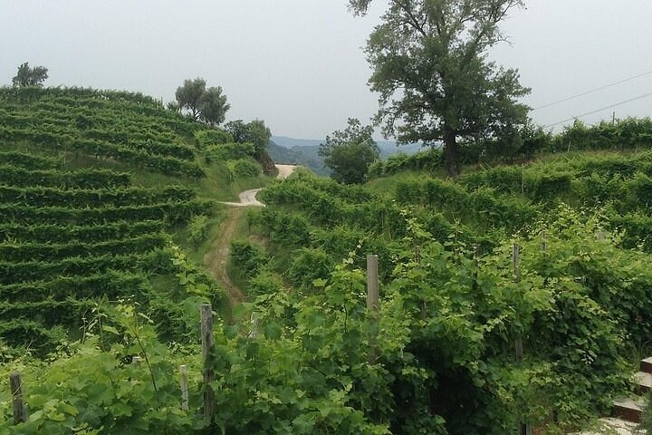 Prosecco Wine Tour with Sommelier – Pick-up from Treviso