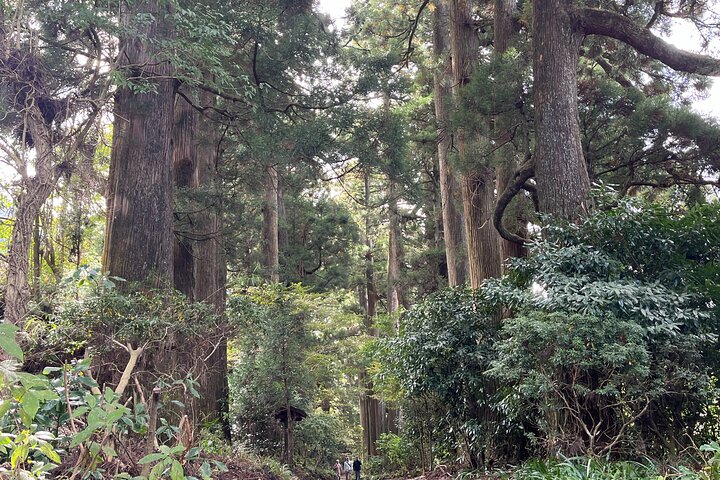Private Hakone Half-day Car Tour with Hotel Pickup - Local Guide