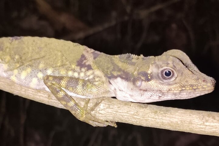 Kubah's Nocturnal Wonders Nighttime Frog Safari