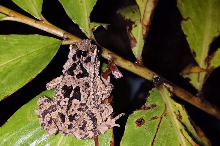 Kubah's Nocturnal Wonders Nighttime Frog Safari