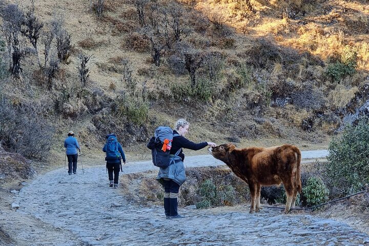 Mystic Darjeeling to Tonglu Day Trek