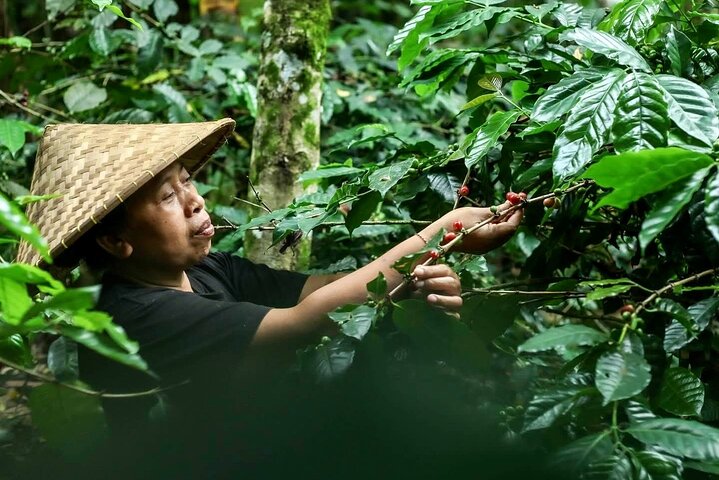 Ubud: Waterfall, Temple & Rice Terrace All-Inclusive Private Tour
