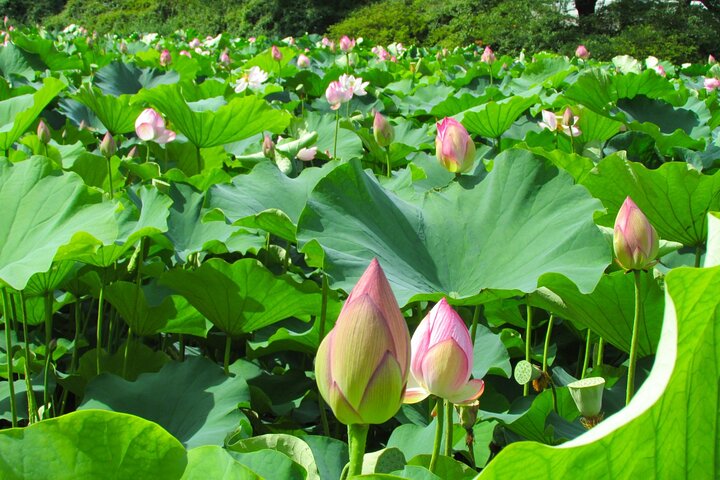 Akita: Private Guided Tour with Optional Kakunodate Visit