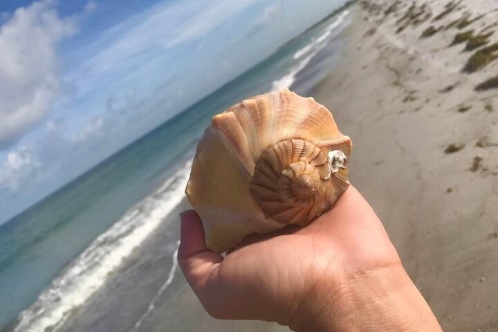 2.5 Hour Shell Key Island Adventure Including Dolphins And Shells