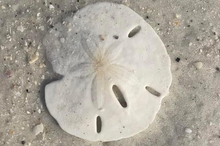 2.5 Hour Shell Key Island Adventure Including Dolphins And Shells