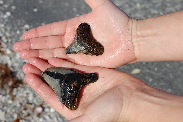 2.5 Hour Shell Key Island Adventure Including Dolphins And Shells