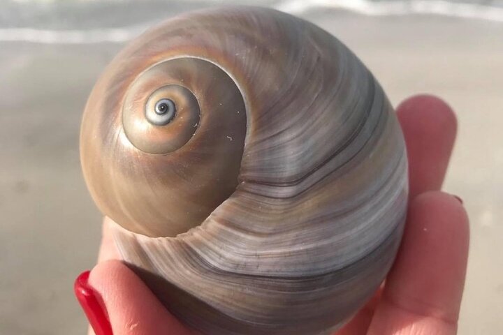 2.5 Hour Shell Key Island Adventure Including Dolphins And Shells