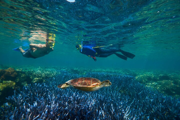 Quicksilver Great Barrier Reef Snorkel Cruise from Port Douglas