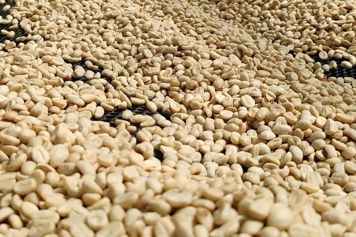 Cultural: Coffee & Chocolate Tour+Wildlife Trail+Waterfall Swim