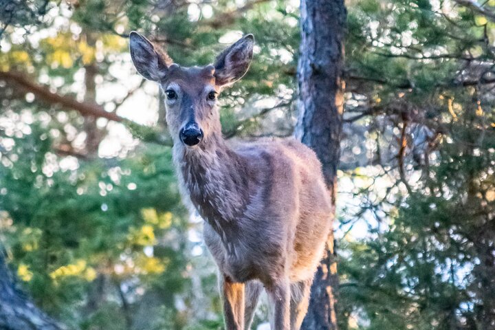 From Helsinki: Moose & Wildlife Safari with Campfire Dinner