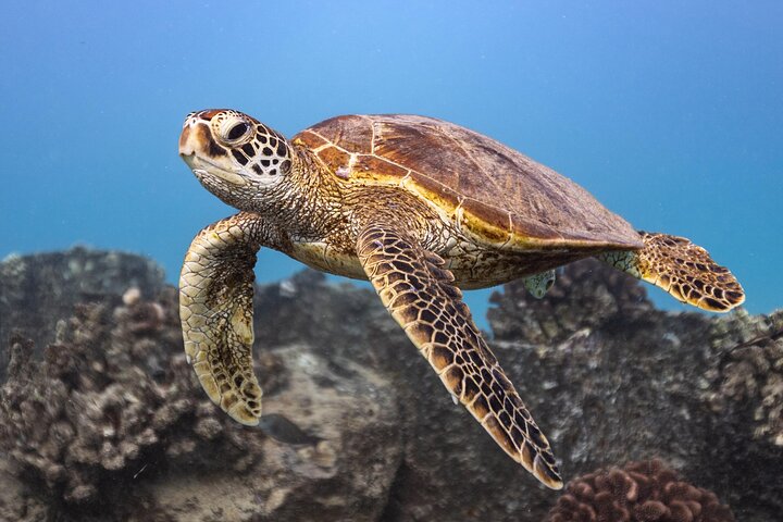 Waikiki Turtle Canyon Snorkel: Turtles Guaranteed
