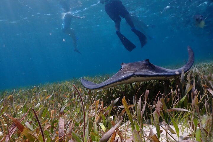 Hol Chan Marine Reserve and Shark Ray Snorkeling San Pedro Belize