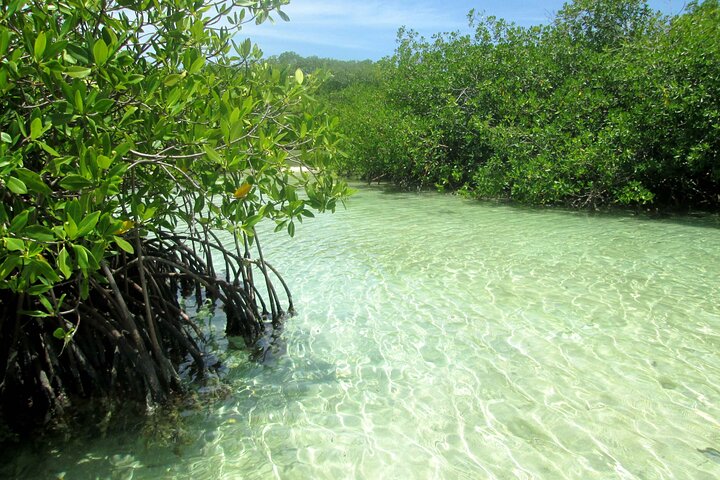 5 Tours in 1 : Johnny Cay, Haynes Cay Aquarium, Bahia and Mangroves
