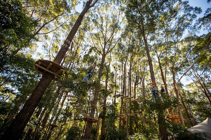 Treetops Adventure Coffs Harbour Tree Ropes Course