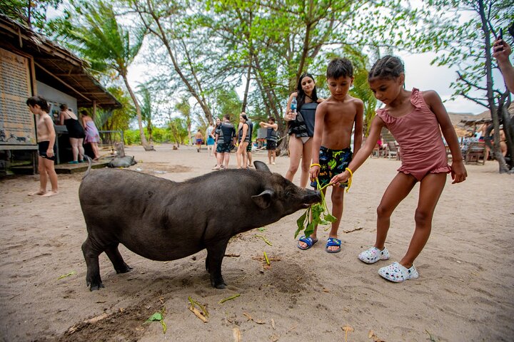 Pink Dolphin and Pig Island Snorkeling Tour from Koh Samui