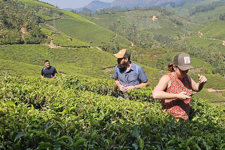 Mountain Hiking in Munnar (half day) By Munnar Info