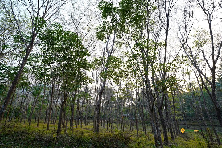 Anakulam Wild Elephant Village life tour ( By Munnar Info)