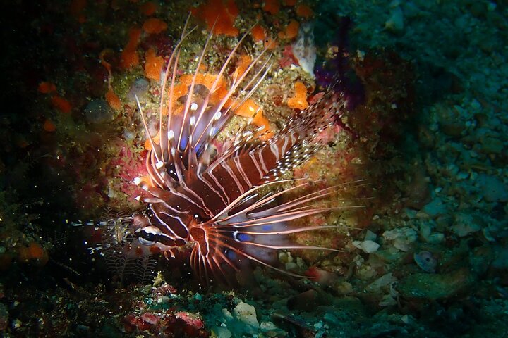 2 Dives in Oman, Dibba Musandam for certified divers