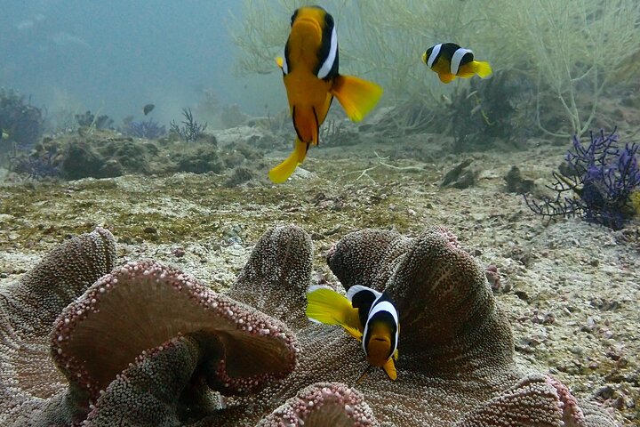 2 Dives in Oman, Dibba Musandam for certified divers
