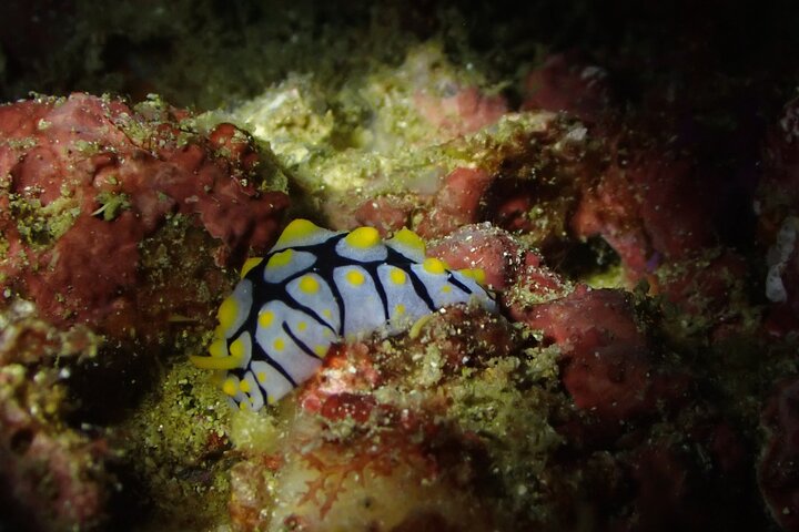 2 Dives in Oman, Dibba Musandam for certified divers